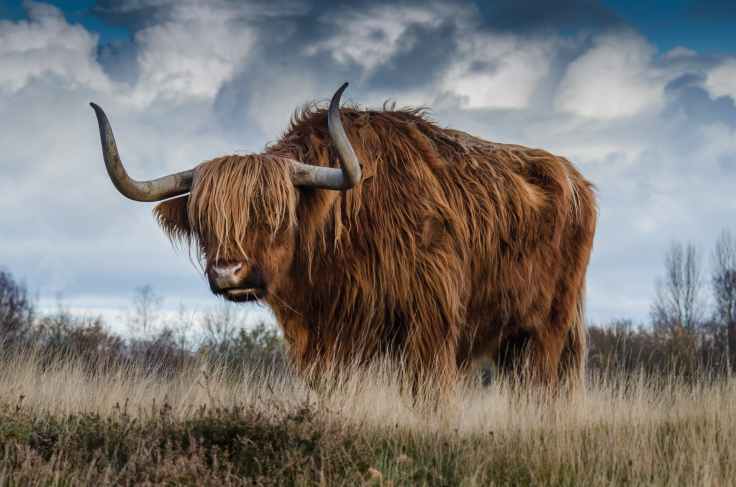 bull-landscape-nature-mammal-144234.jpeg